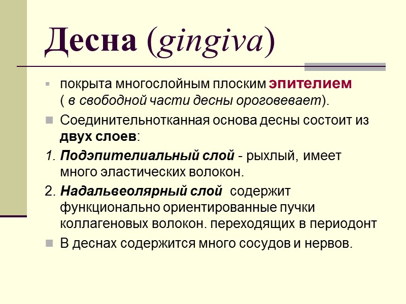 Десна (gingiva) покрыта многослойным плоским эпителием      ( в свободной